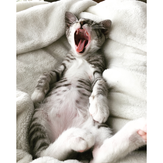 Our kitty, Sir Purr
