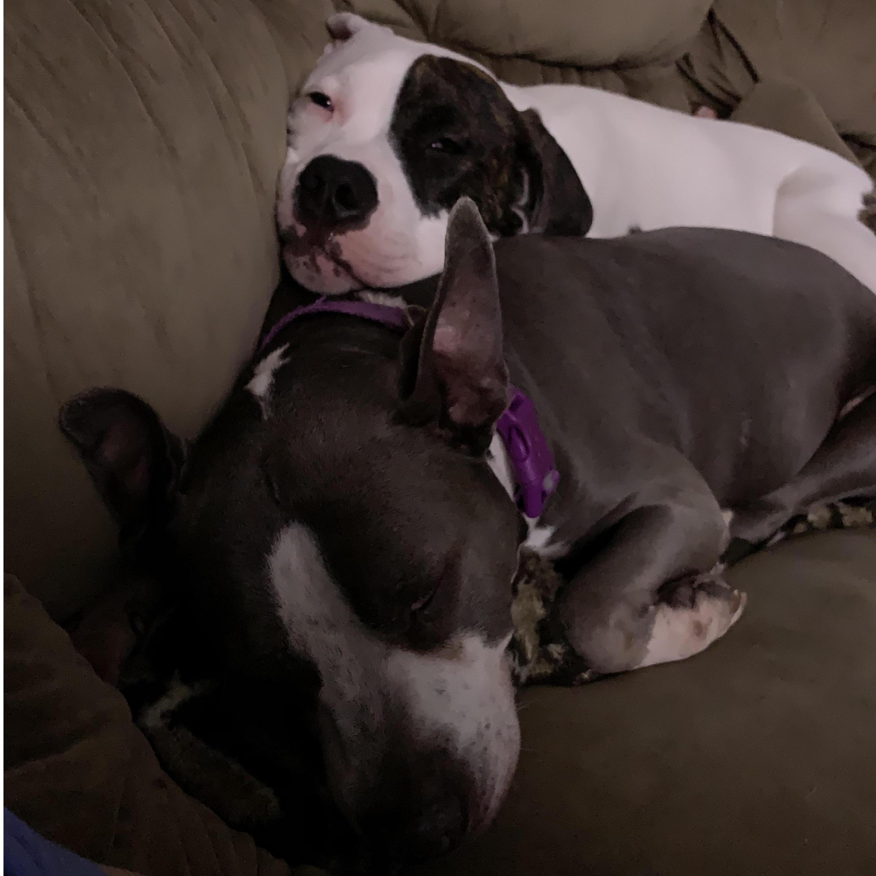 Our two love bugs.