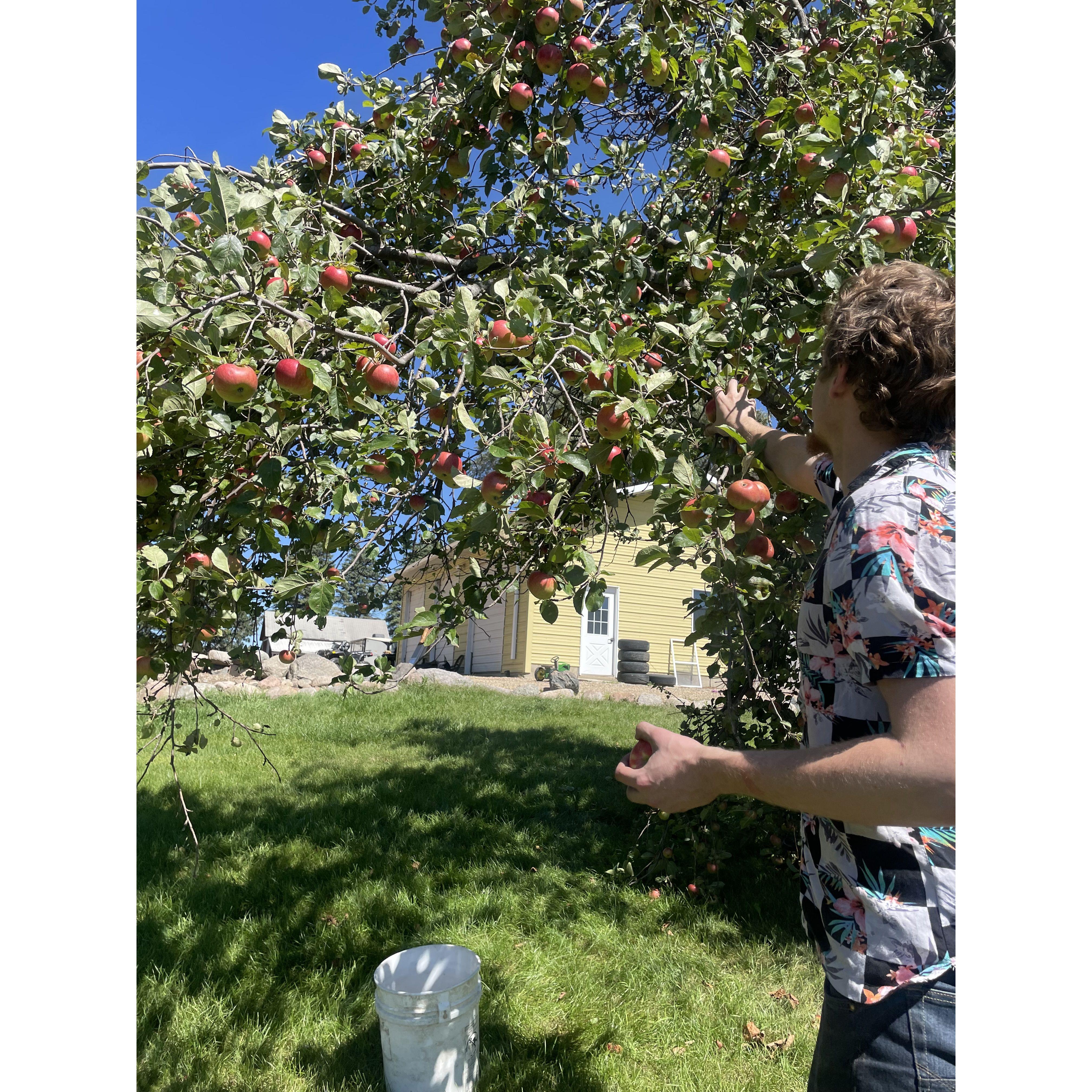 Apple Picking