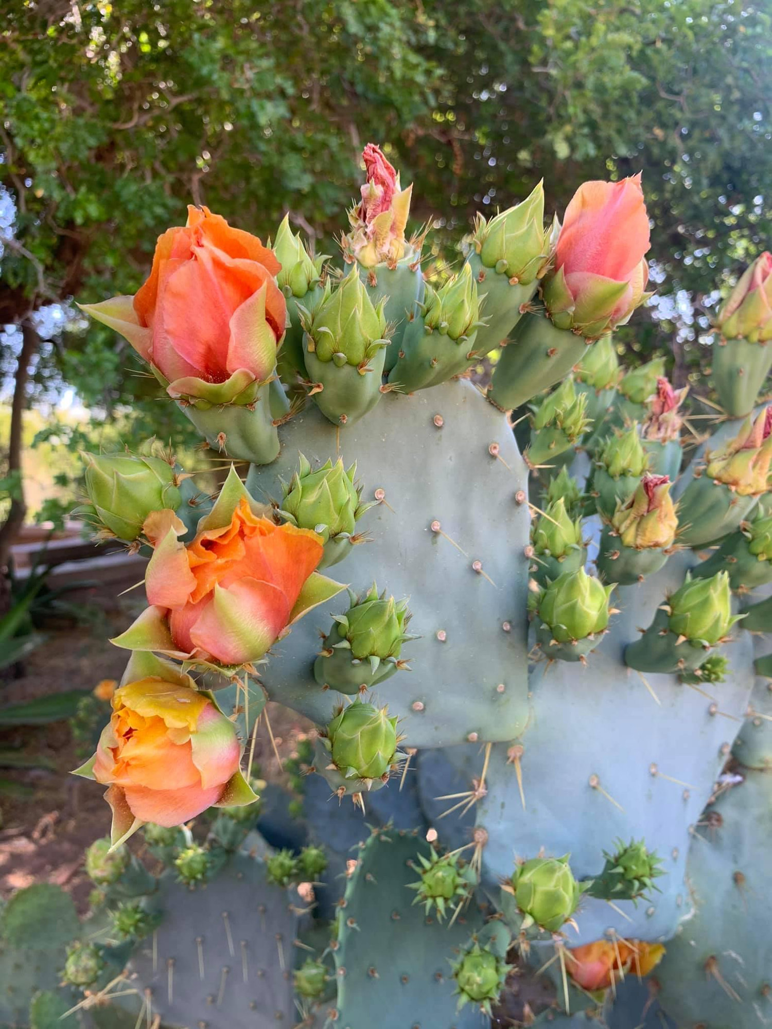 The Wedding Website of Matt Ortiz and Catherine Romeo