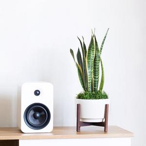 Snake Plant and Stand