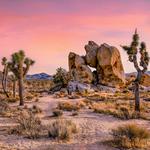 Joshua Tree National Park