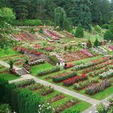 International Rose Test Garden - Washington Park
