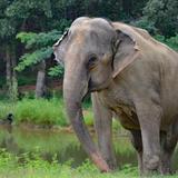 The Elephant Sanctuary in Tennessee — Elephant Discovery Center