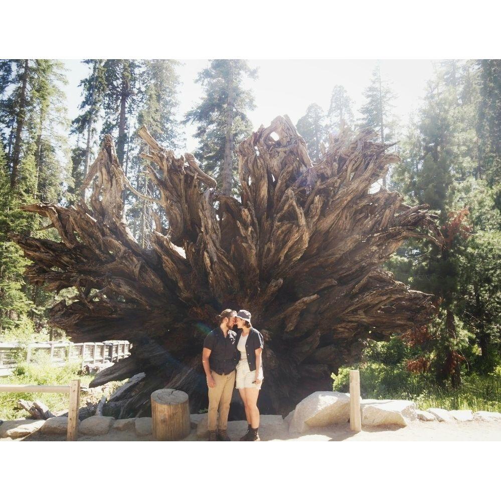 Under the roots of a fallen Sequoia