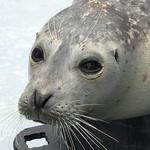 Alaska SeaLife Center