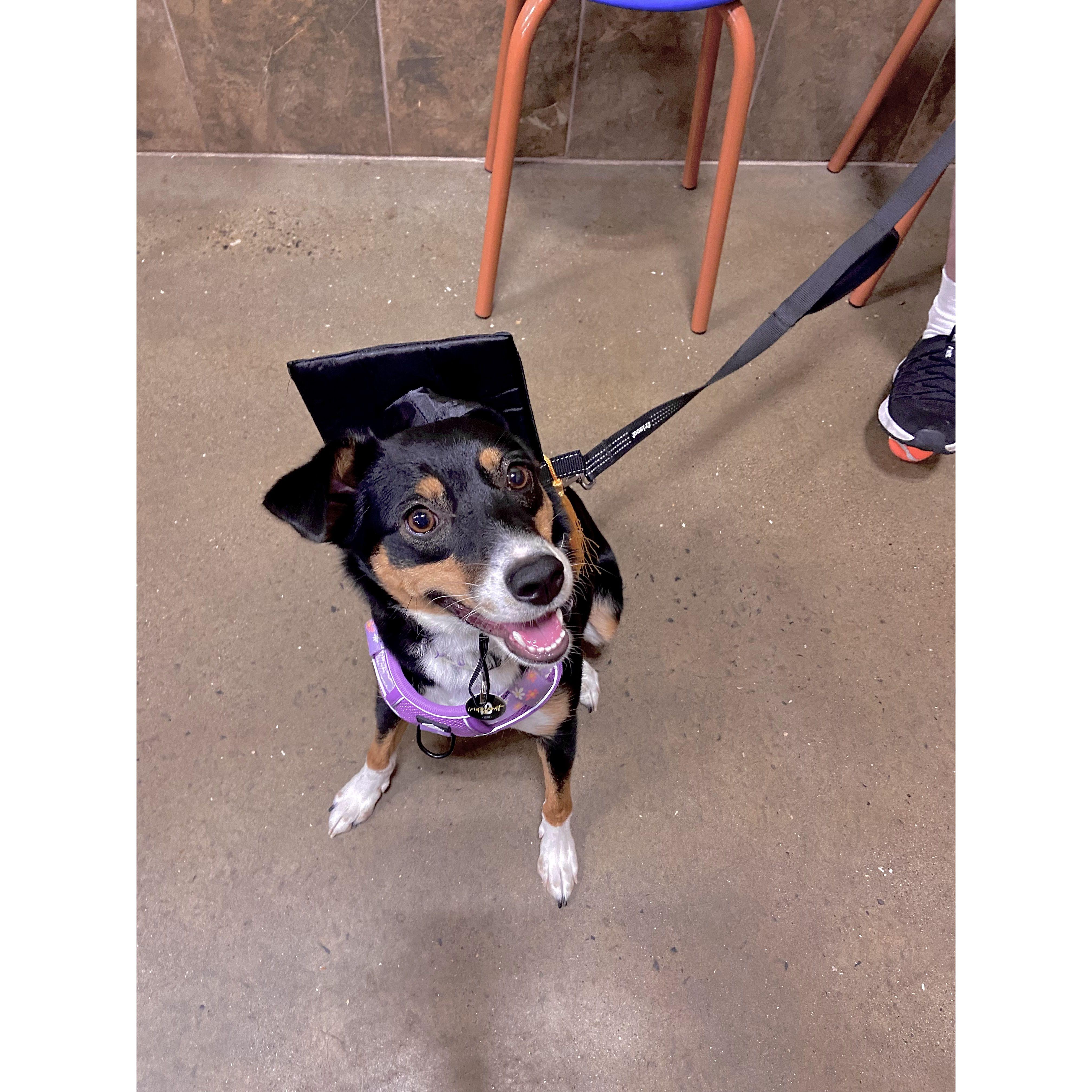 Millie graduating from puppy class