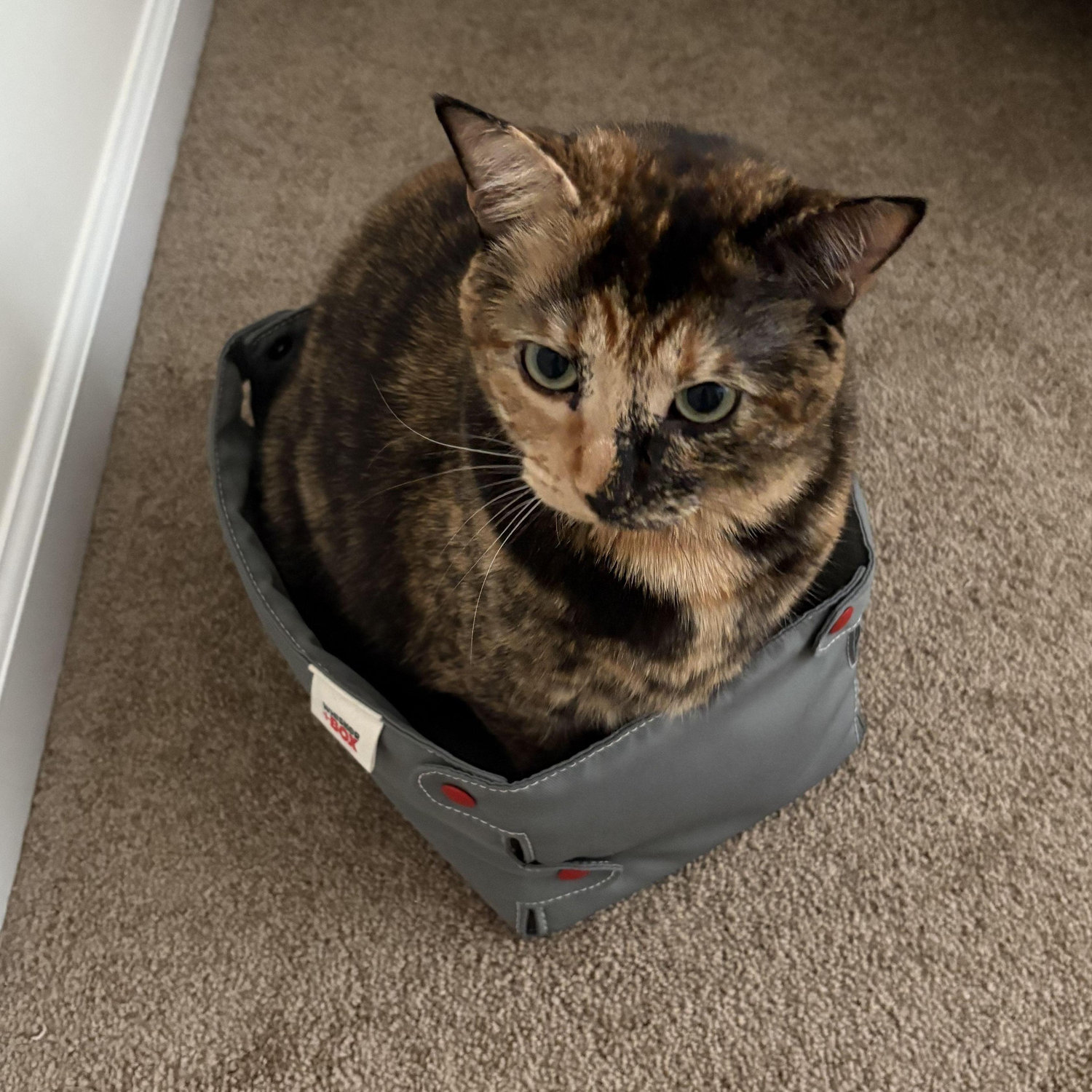 basil in box