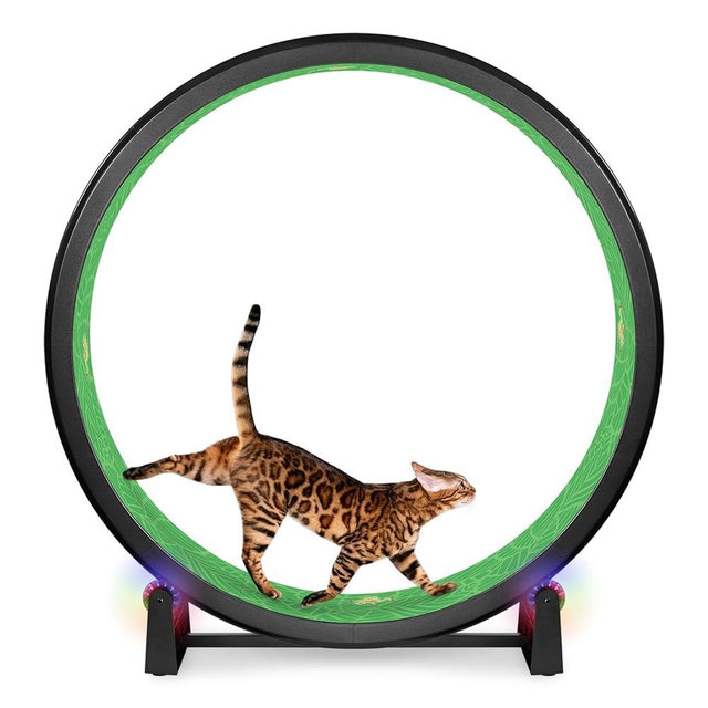 One Fast Cat - Cat Exercise Wheel - Gen. 7 - Safe 48" Diameter - Made in The USA - Black Wheel with Tropical Frogs Foam Traction Pads and Light-Up LED Inline Wheels