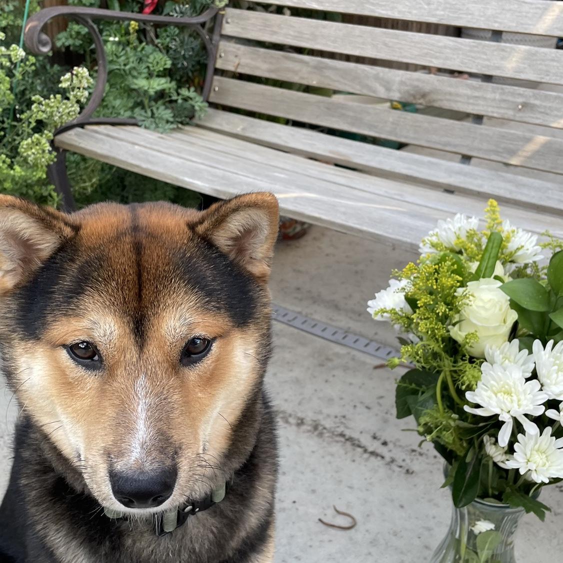 Our dog together, Kairo, gets to make his appearance on here.