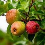 Lakeland Orchard & Cidery