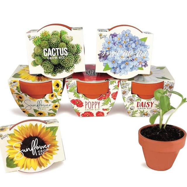Buzzy Seeds Terracotta Mini Grow Pots | Herb, Plant, Flower Starter Kit for Kids & Adults | Assorted 6-Pack, Daydream Collection | Guaranteed to Grow | Best Indoor-Outdoor Gardening Gift