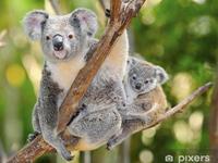 Honeymoon to Australia & New Zealand