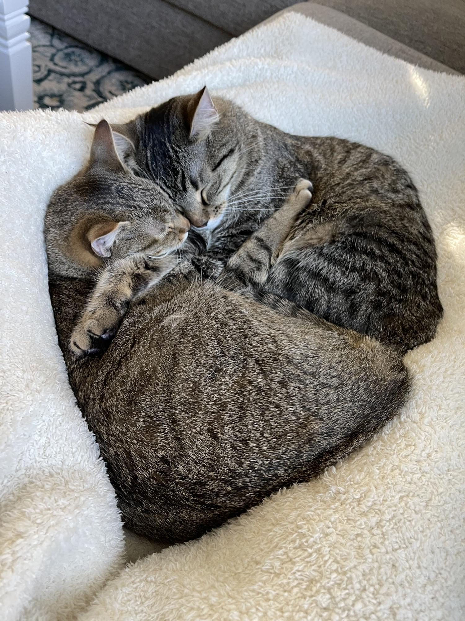Just kidding... these are Shrek (aka Diagon) and Fiona (aka Hogsmeade).