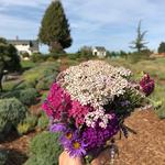 Fruit and Flower Picking, Hood River Fruit Loop