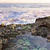 La Jolla Tide Pools