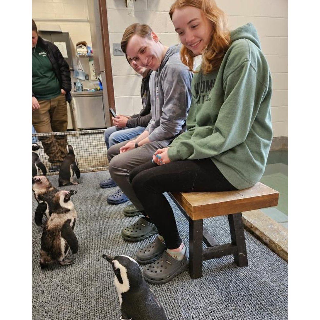 Visiting Penwings
