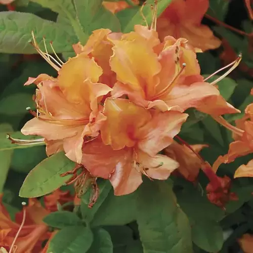 Rhododendron 'Mandarin Lights' Flame Azalea