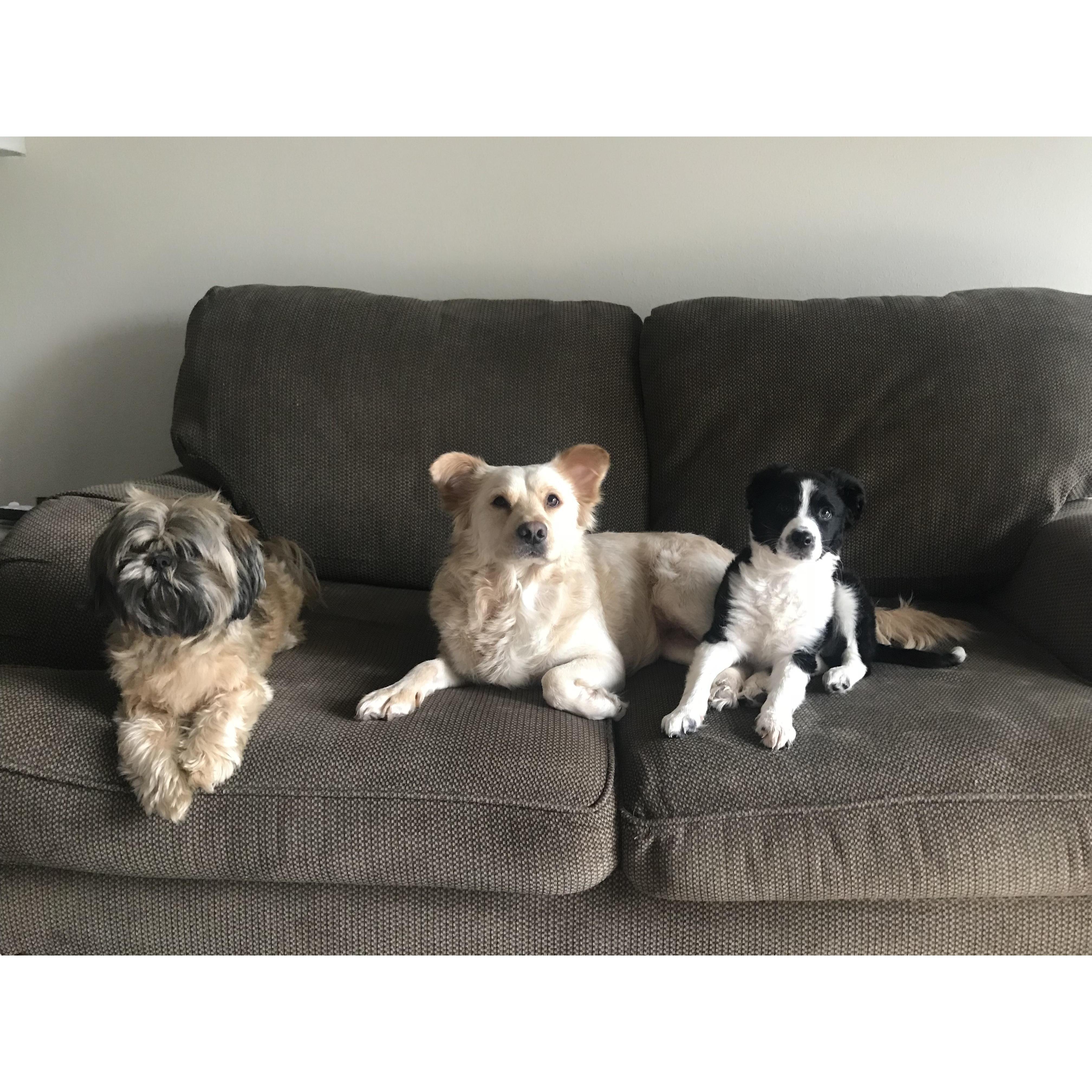 Our doggies. <3
Linus, Asti, and Annie