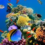 Dressel Divers Puerto Aventuras / Dive Shop - Dive Center