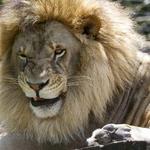 Kowiachobee Animal Preserve