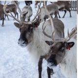 Reindeer Farm
