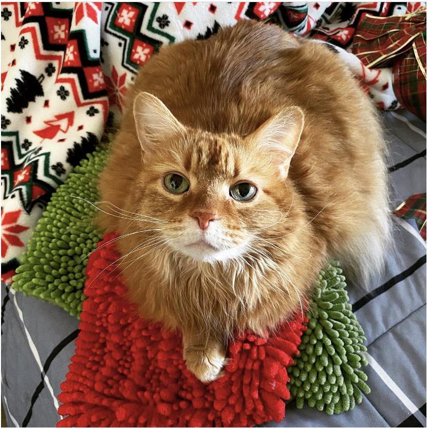 Our orange tabby Yankee