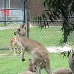 Potawatomi Zoo