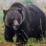 Grizzly Bear Interpretive Centre