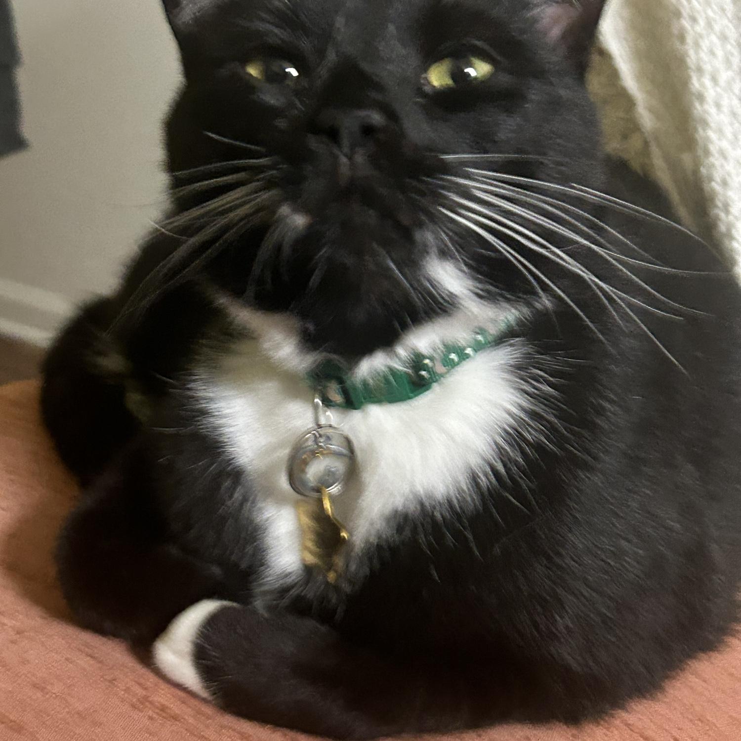 Montego (or Monte) our final cat and Rachael’s foster fail :)