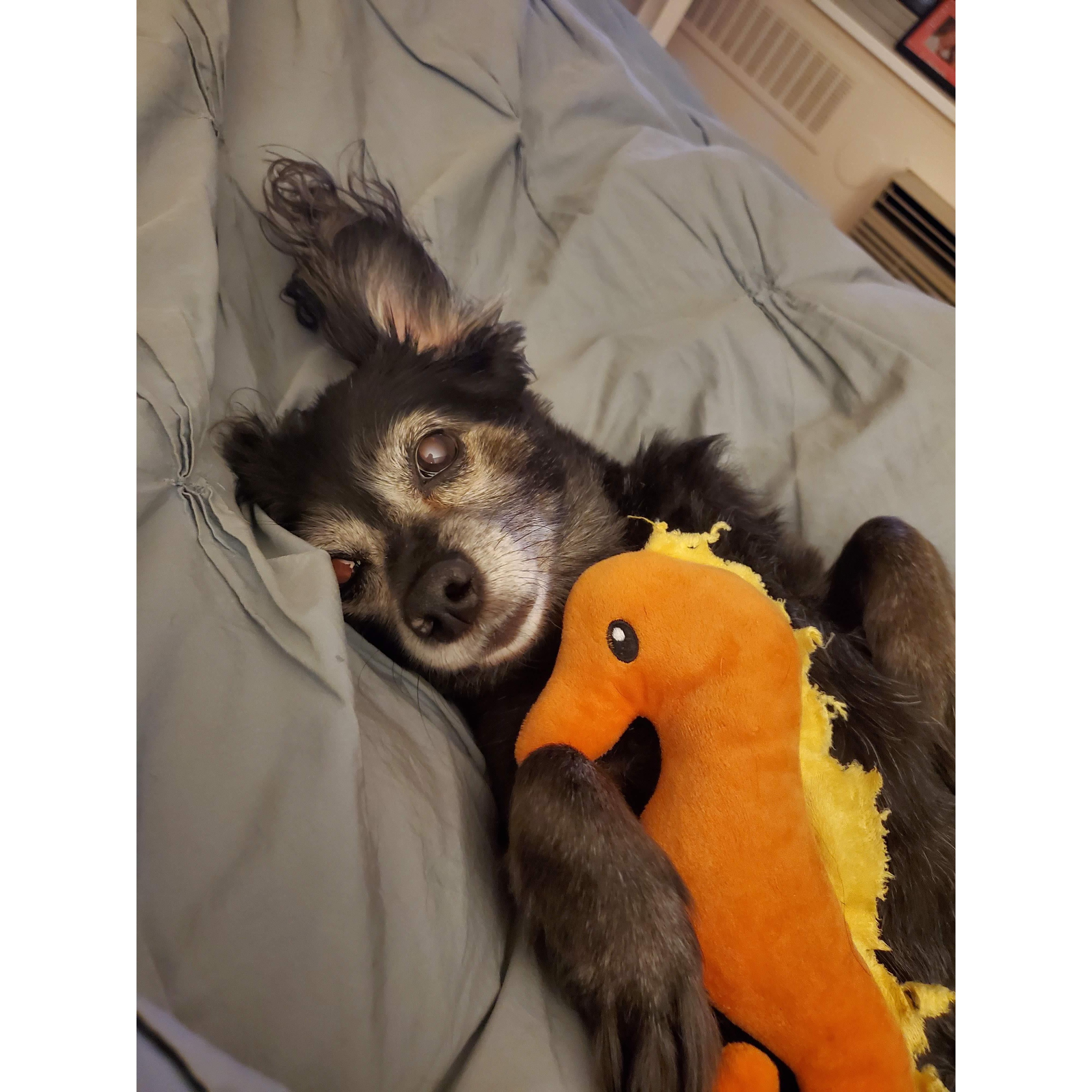 Remy brings a toy to bed each night. It was Seahorse's turn.