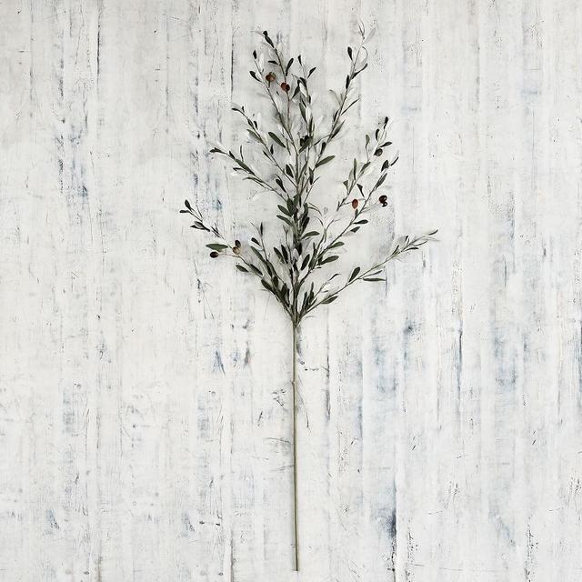 Olive Branch