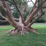 Harare Botanical Gardens