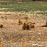 Prairie Dog Town