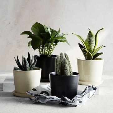 The Sill Planter + Plant - The August
