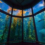 Monterey Bay Aquarium