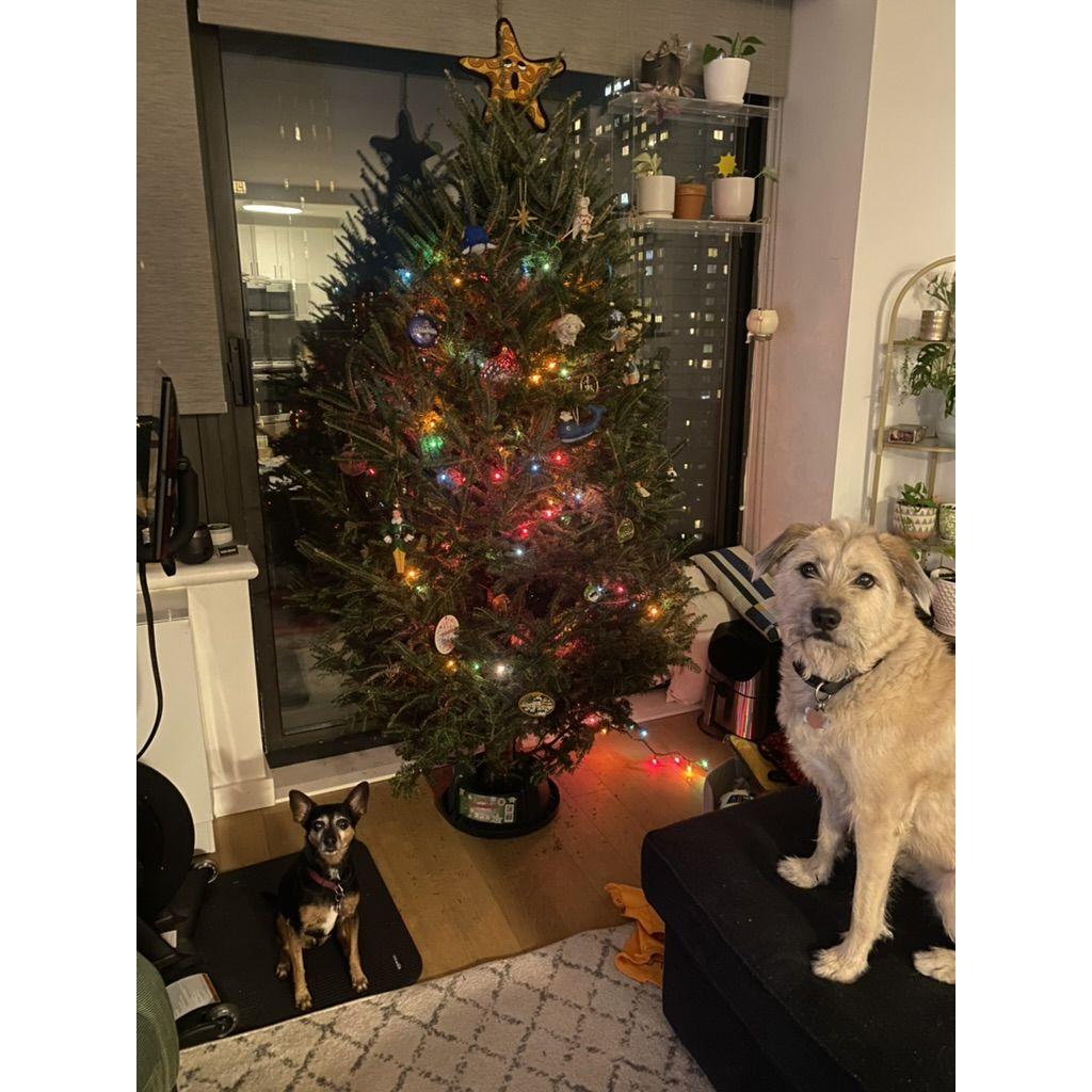 Cozy NYC Christmas 2024