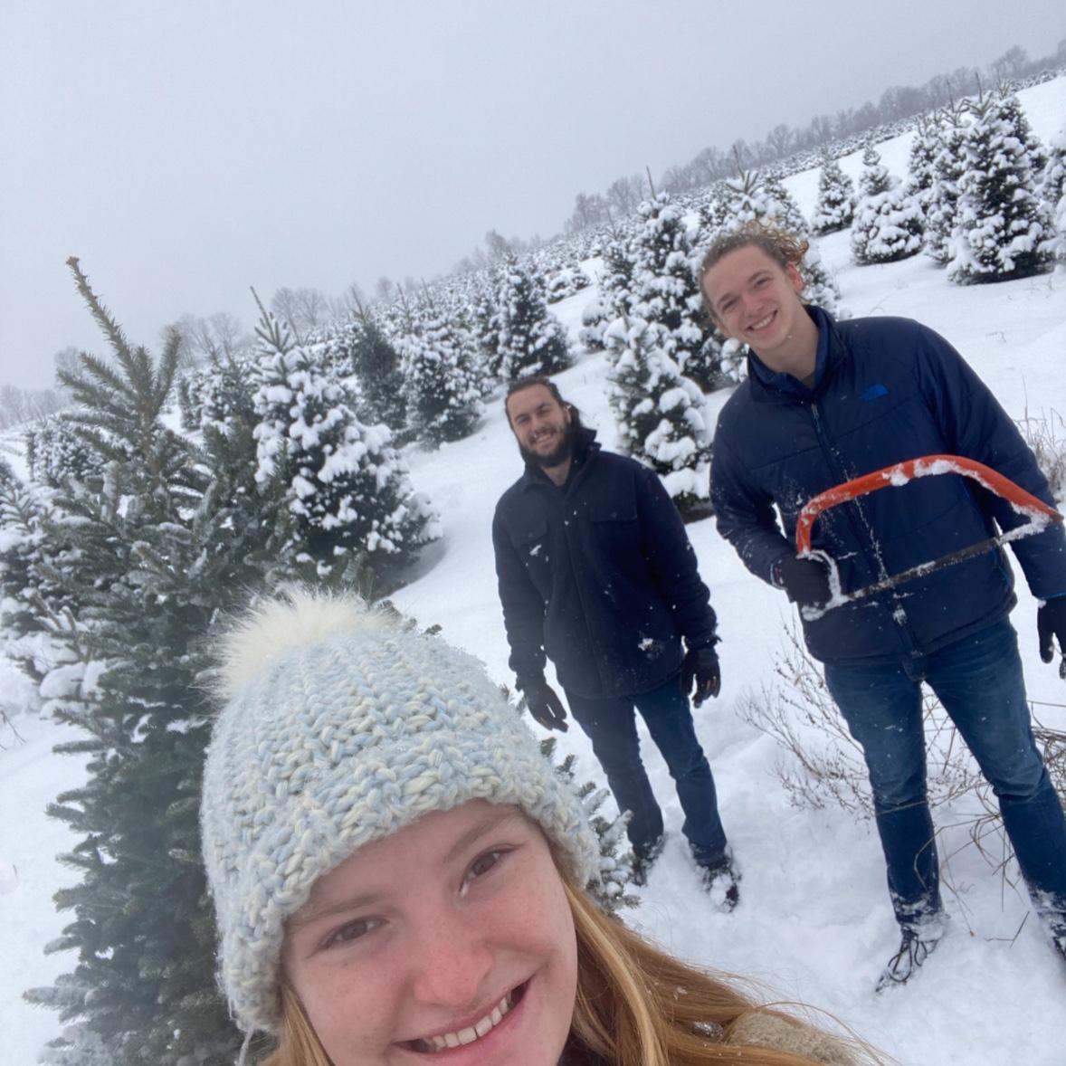 Christmas tree cutting