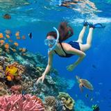 Snorkeling & Diving at Koh Tao