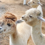 The Alpaca Hacienda