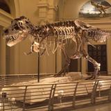 Field Museum