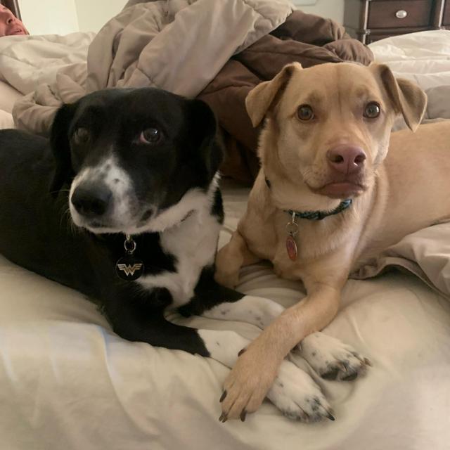 Our Pet Toy Fund