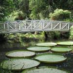 Kanapaha Botanical Gardens