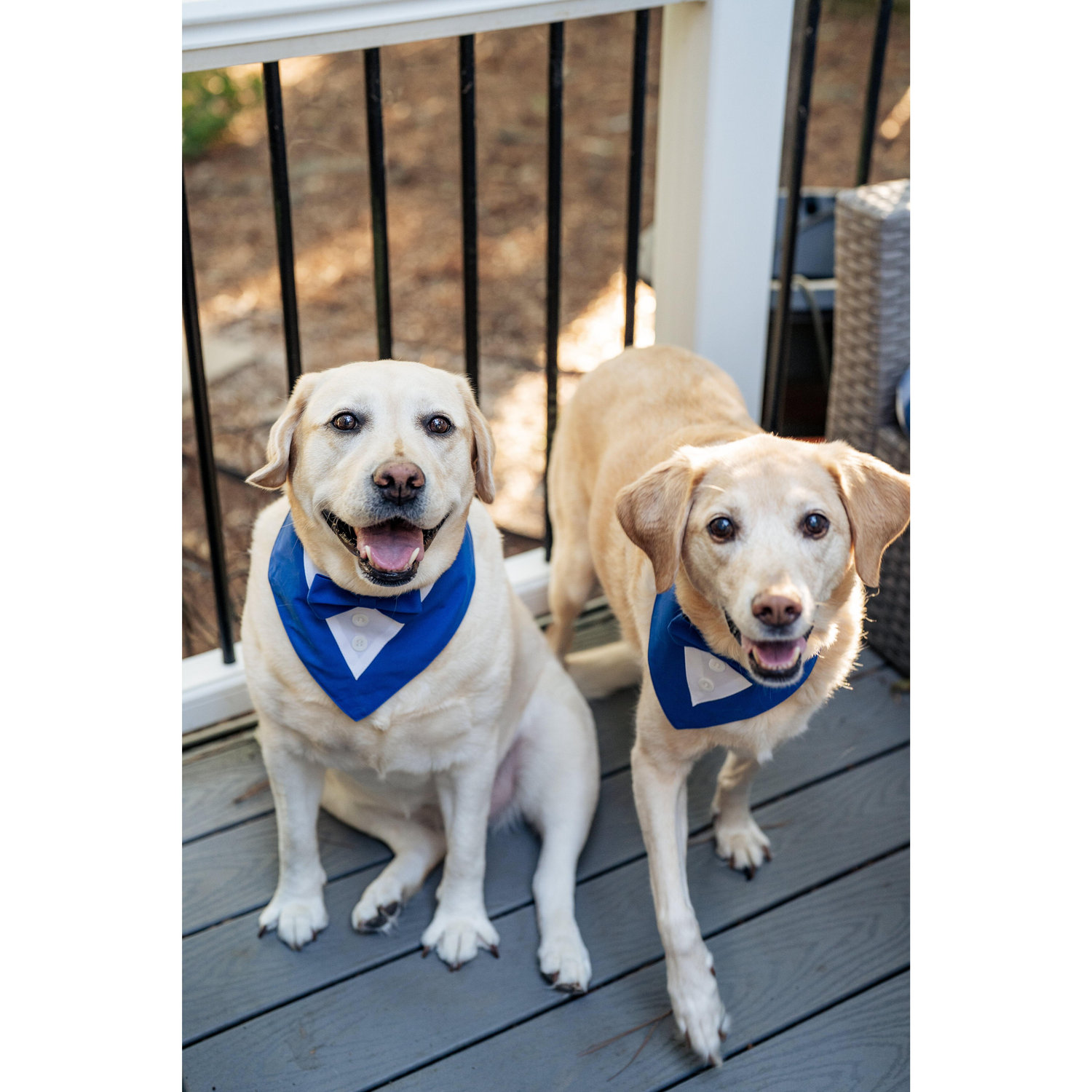 The pup's are excited for their mom and dad to tie the knot!