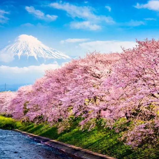 Honeymoon Excursions (Mt. Fuji, Japanese Tea Ceremony, and more!)