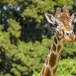 Oakland Zoo