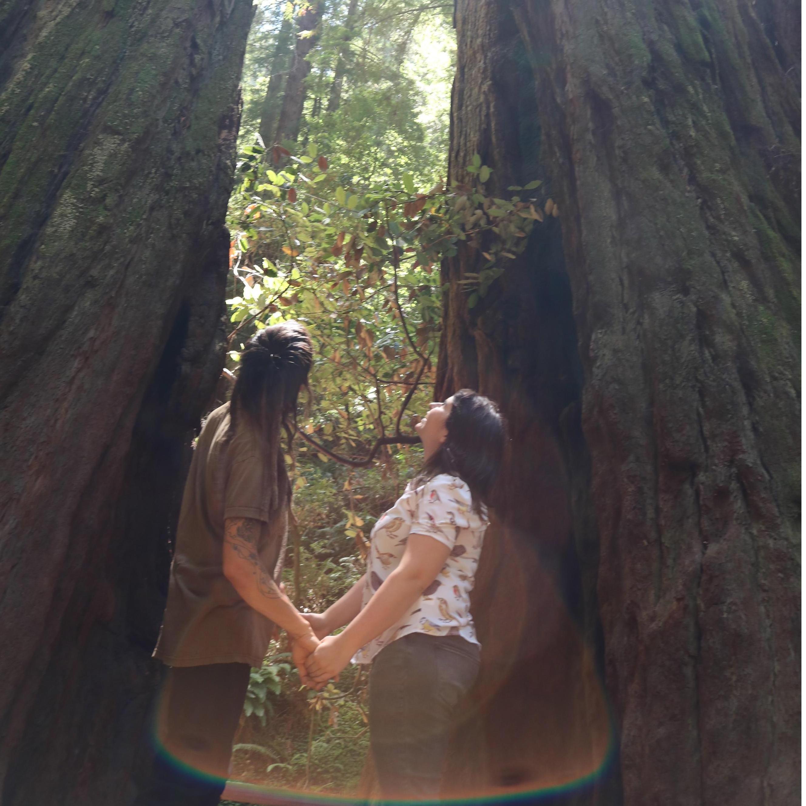 Muir Woods Summer 2018