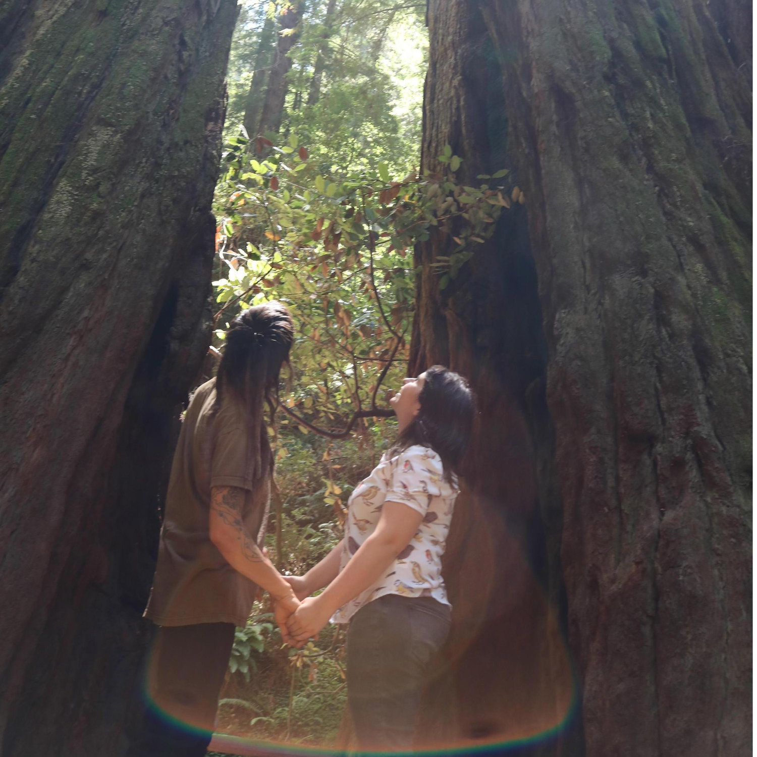 Muir Woods Summer 2018