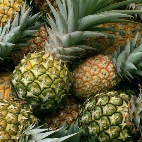 Maui Gold Pineapple Experience
