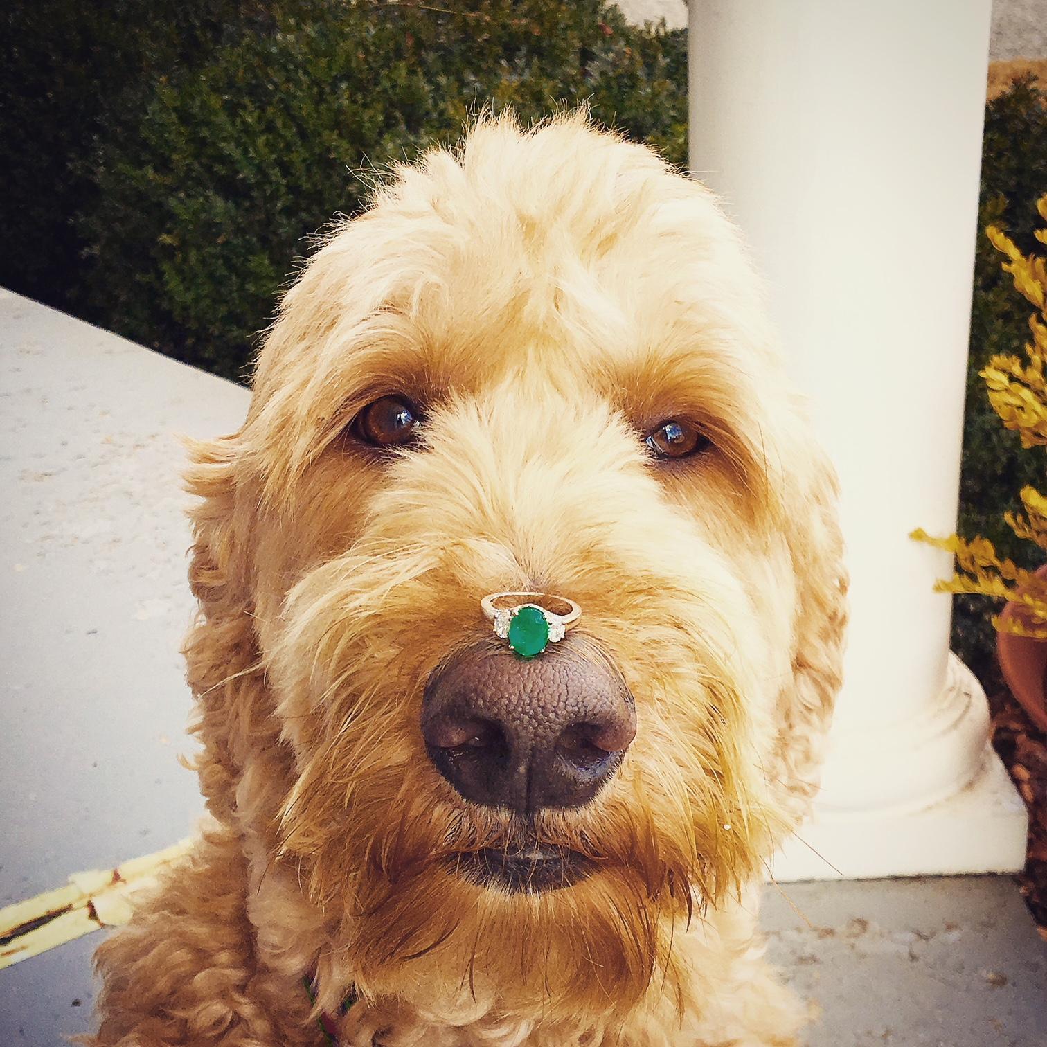 King Leonidas is the perfect ring bearer!